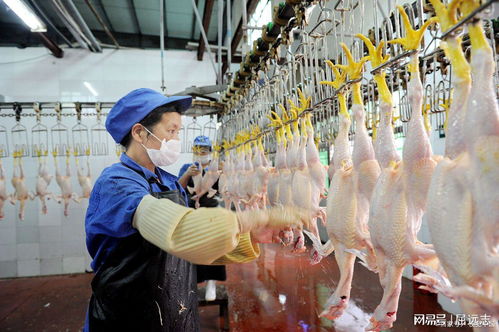 焦炭熏鴨鵝腸 臥底記者揭露觸目驚心的食品安全亂象